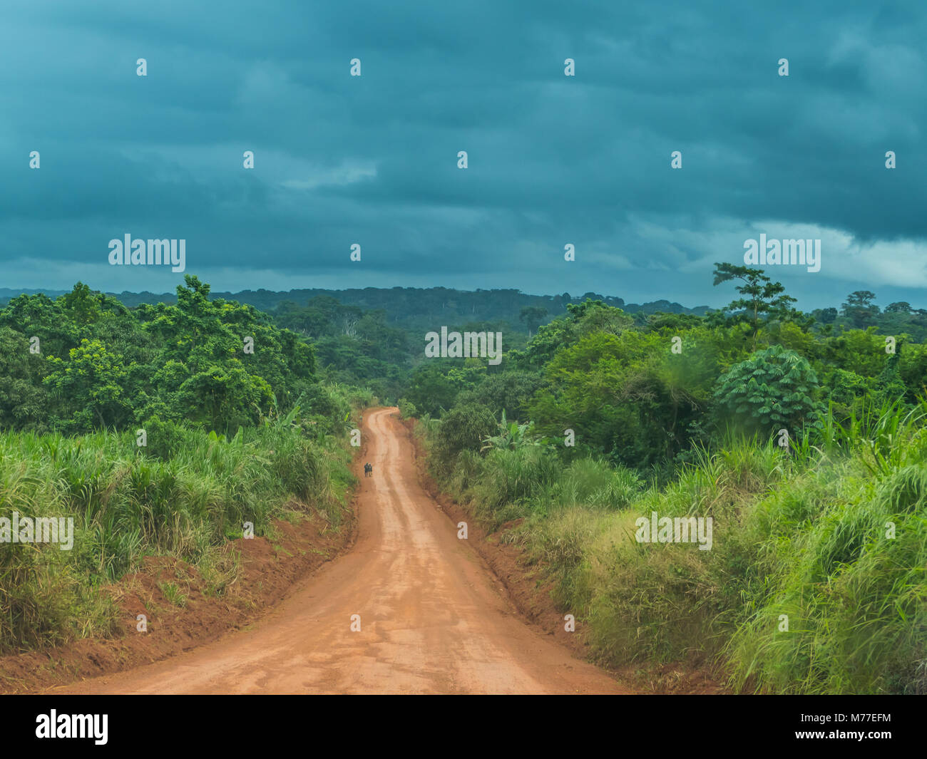 Logging road deep in the jungle of Cameroon, Africa Stock Photo