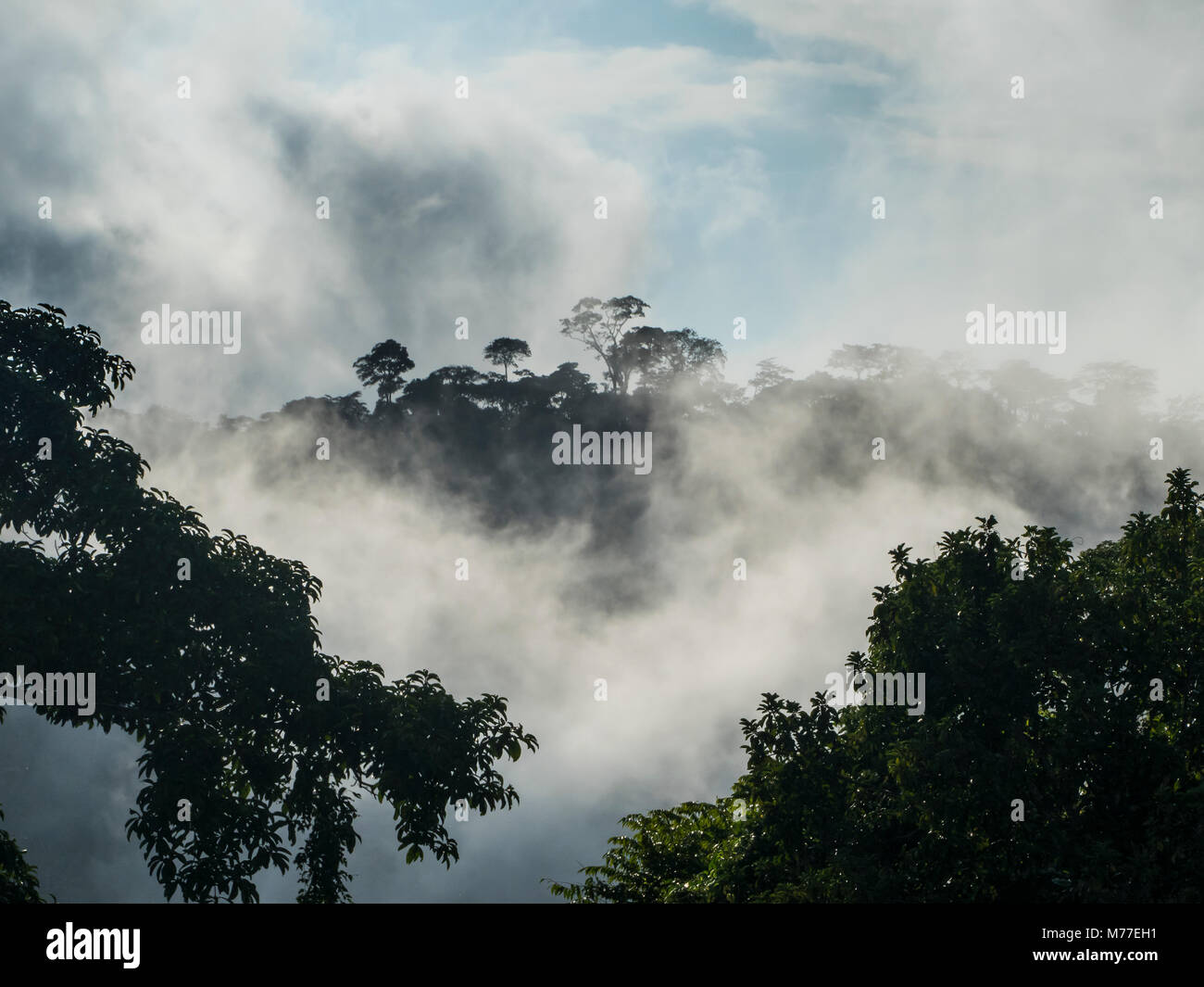 Rainforest deep in the jungle of Cameroon, Africa Stock Photo