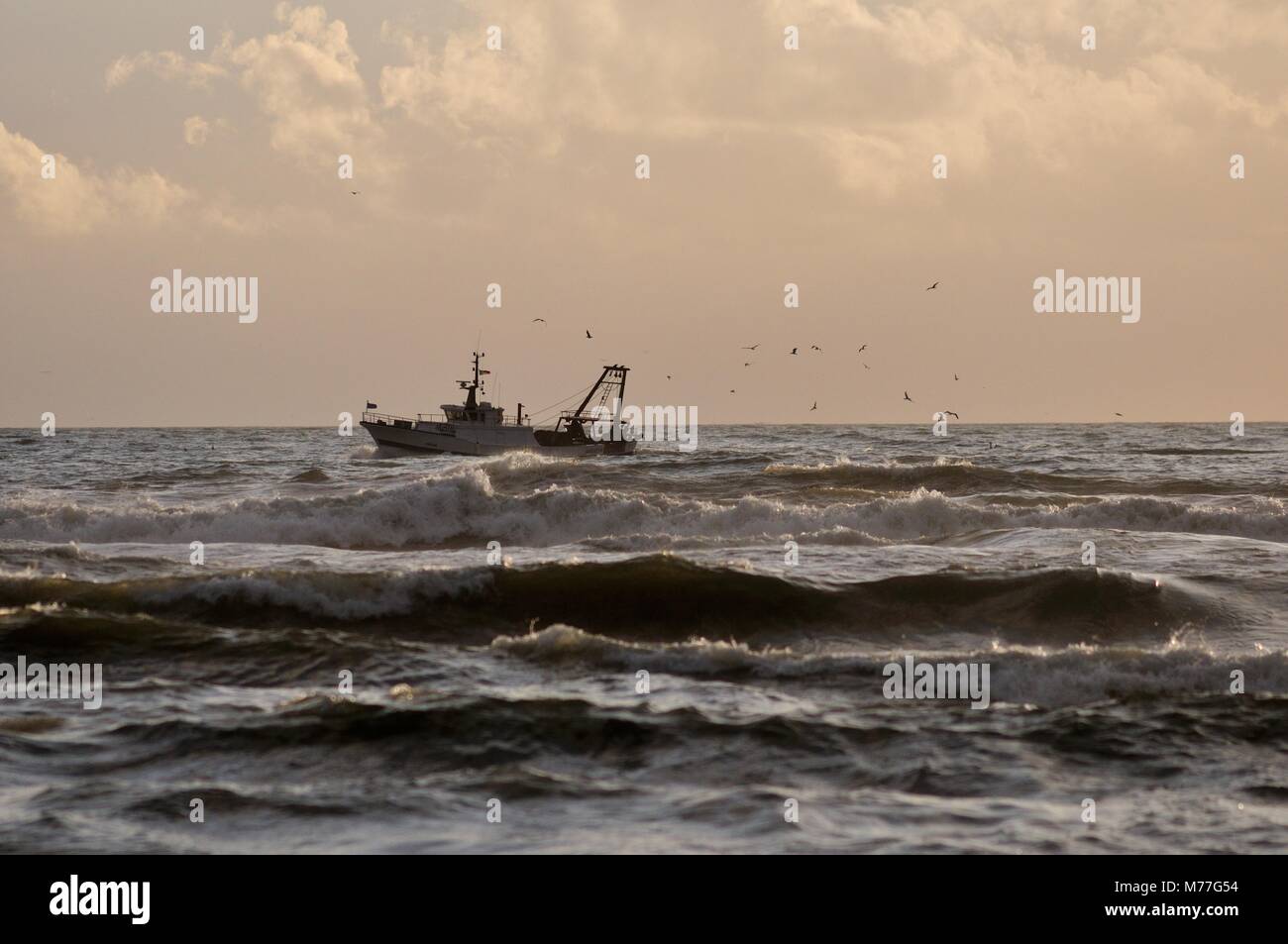 Birds following fishing boat hires stock photography and images Alamy