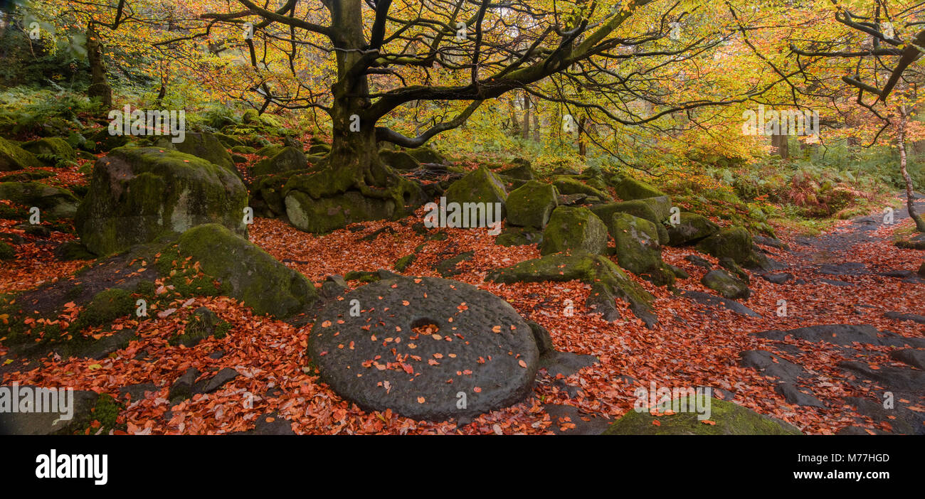 A millstone lies covered in leaves with the adjacent woodland in full autumn colour, Padley Gorge, Grindleford, Peak District National Park, UK Stock Photo