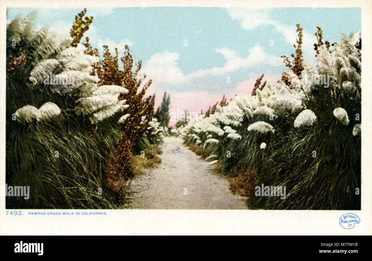 California Pampas Grass Walk (NBY 431712 Stock Photo Alamy