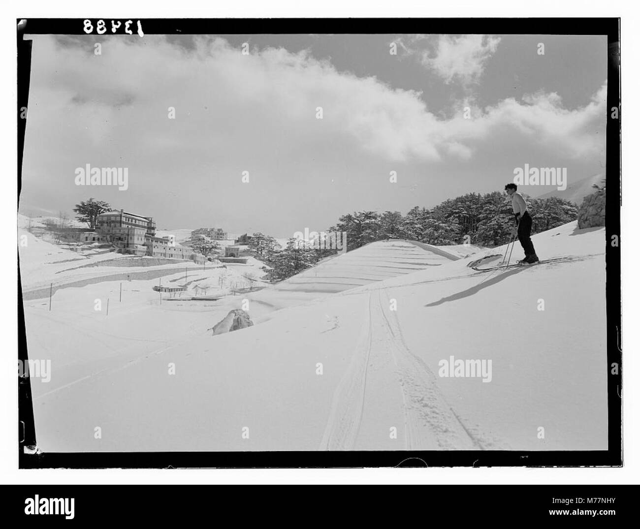 Cedars, cedar grove showing Grand Hotel des Cedres LOC matpc.12846