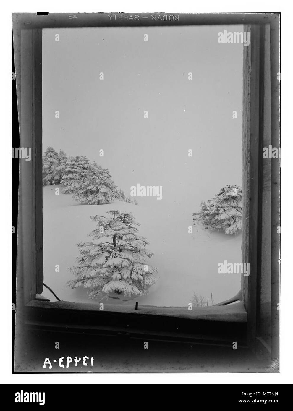 Cedars, cedar grove showing grove through hotel windows LOC matpc.12853