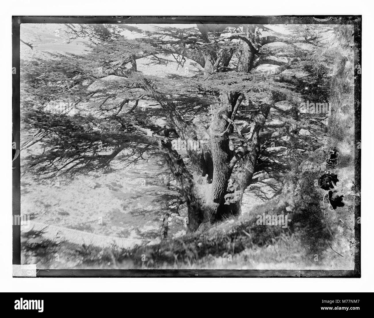 Lebanon cedars Black and White Stock Photos & Images - Alamy