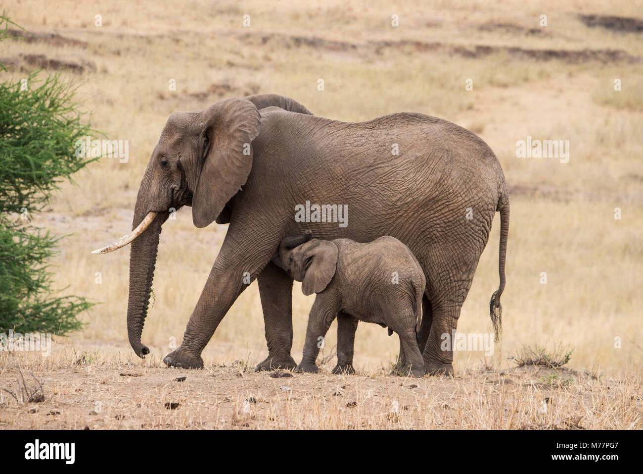 A mother and baby elephant (Loxondonta africana) in Tarangire National Park, Manyara Region, Tanzania, East Africa, Africa Stock Photo