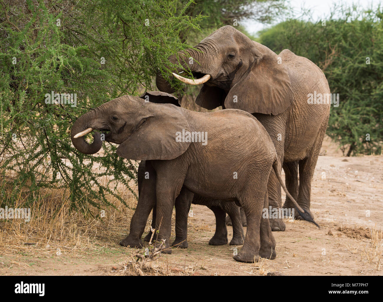 Young elephants and their mother (Loxondonta africana) eating acacia leaves in Tarangire National Park Tanzania, East Africa, Africa Stock Photo