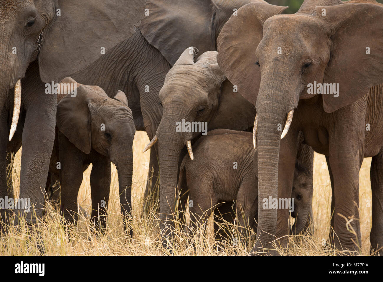 A family of elephants (Loxondonta africana) huddled together with their young in Tarangire National Park, Tanzania, East Africa, Africa Stock Photo