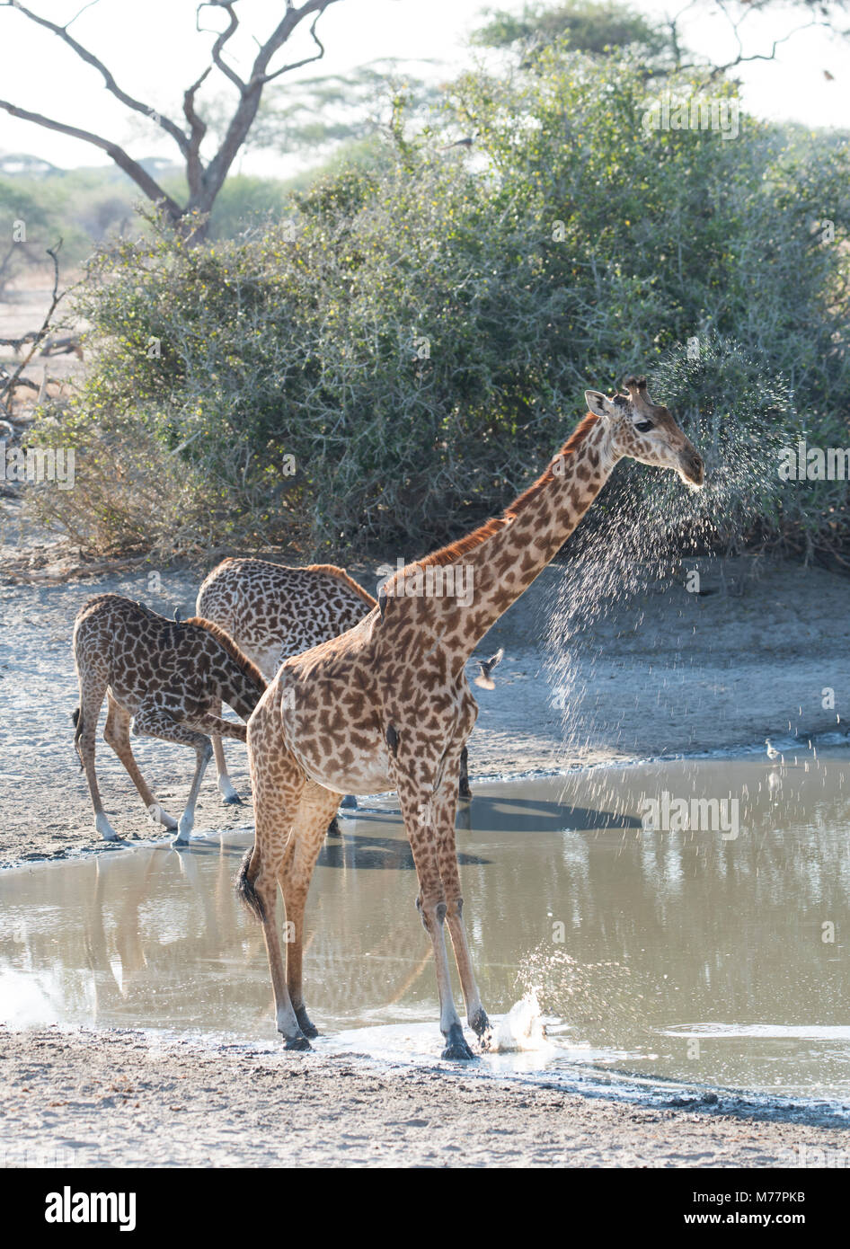 Masai Giraffes (Giraffa camelopardalis) next to a watering hole in Tarangire National Park, Manyara Region, Tanzania, East Africa, Africa Stock Photo