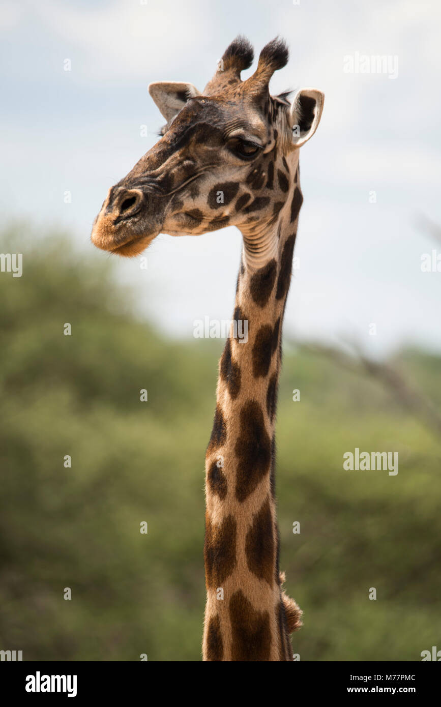 A Masai giraffe (Giraffa camelopardalis) in Serengeti National Park, Tanzania, East Africa, Africa Stock Photo
