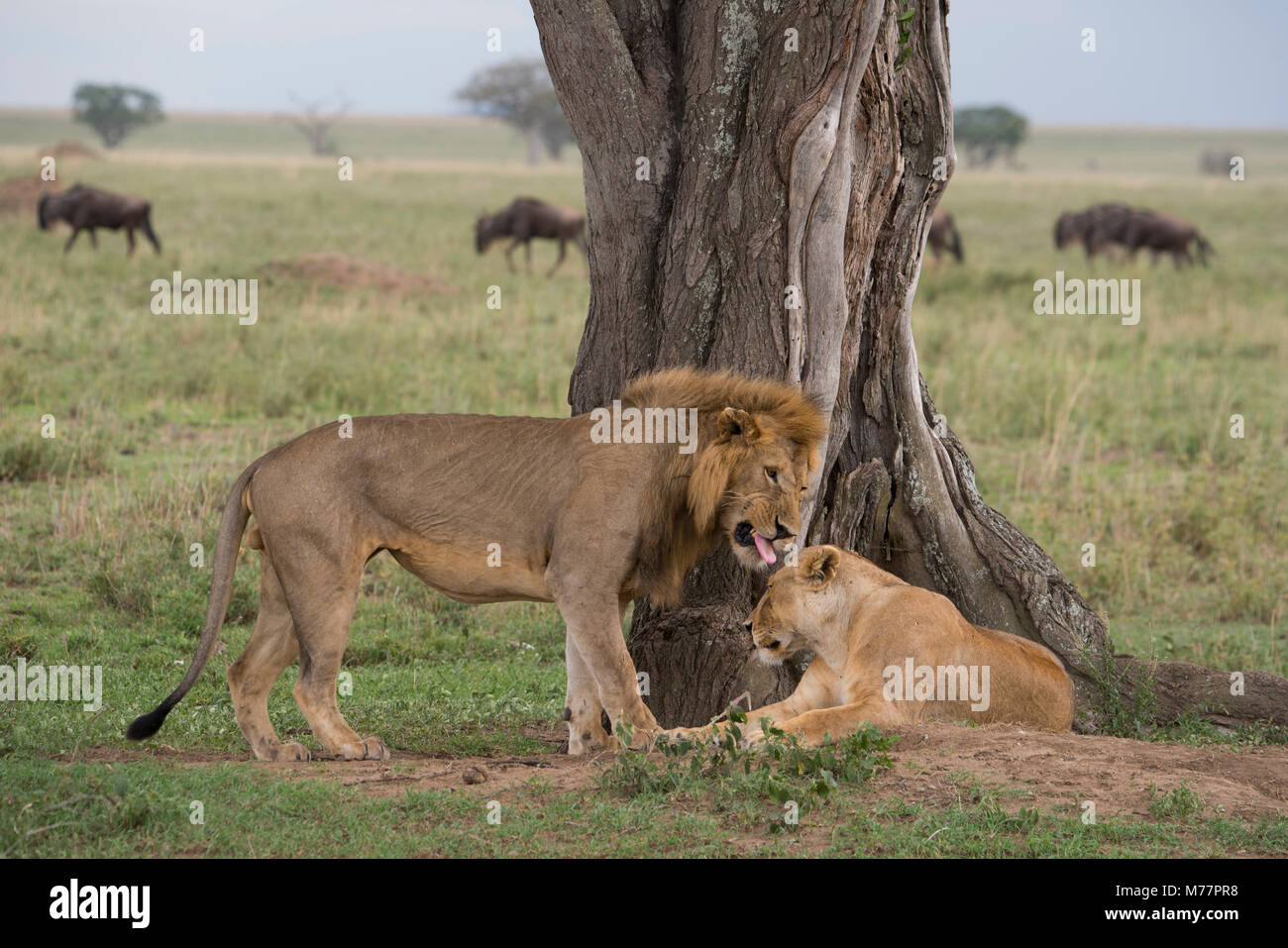 A male lion wooing a female (Panthera leo) before mating in Serengeti National Park, UNESCO World Heritage Site, Tanzania, East Africa, Africa Stock Photo
