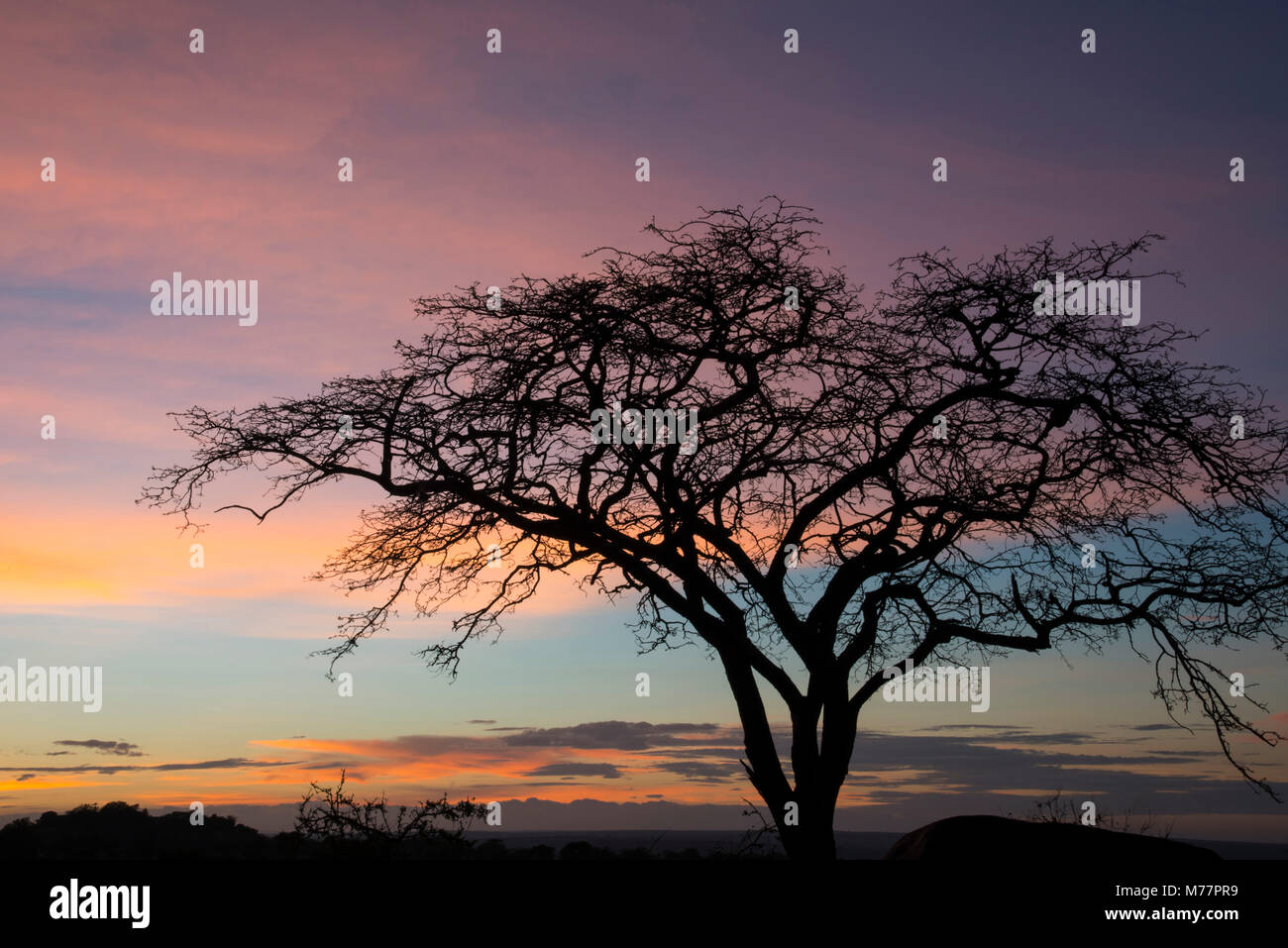 Pink clouds and blue sky at sunrise in Serengeti National Park, UNESCO World Heritage Site, Tanzania, East Africa, Africa Stock Photo