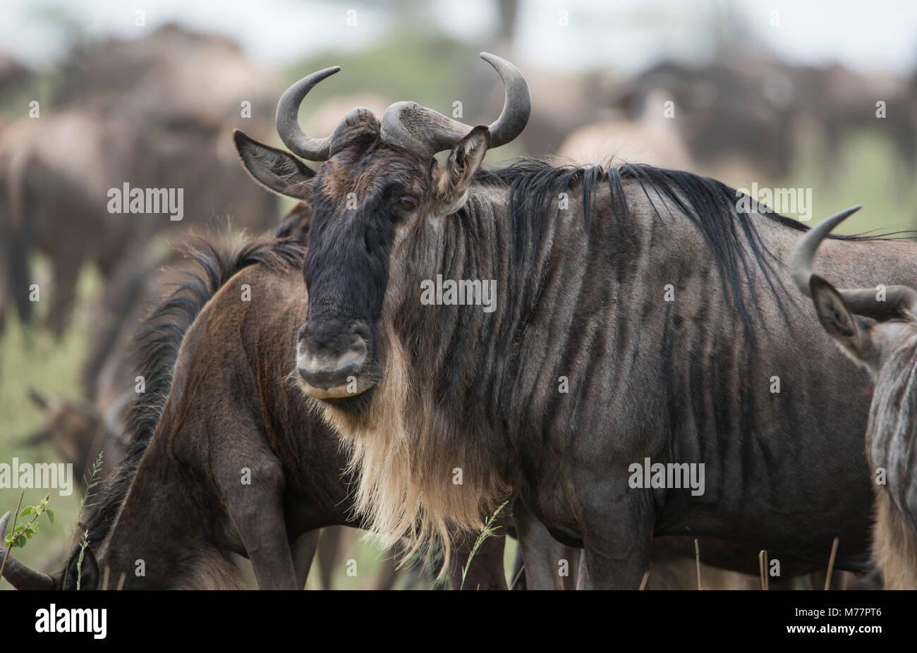 Close-up of a wildebeest (Connochaetes taurinus) in Serengeti National Park, Tanzania, East Africa, Africa Stock Photo