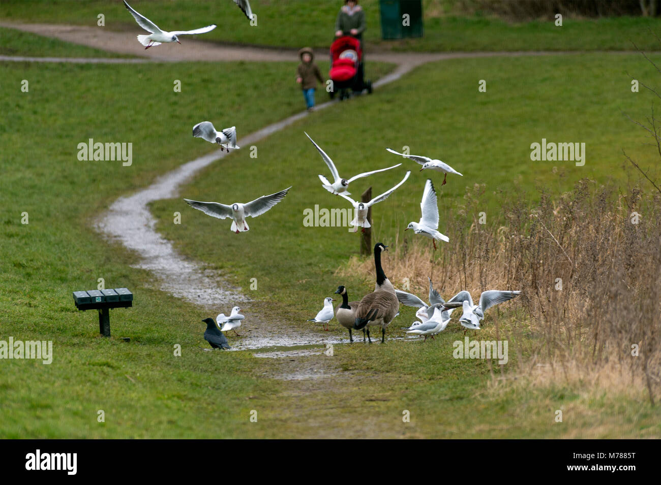 Melton Mowbray. 9th March 2018: UK Weather: Grey clouds and showers, mild day as visitors watch young swans in flight feed the ducks and Black headed gulls . Credit: Clifford Norton/Alamy Live News Stock Photo