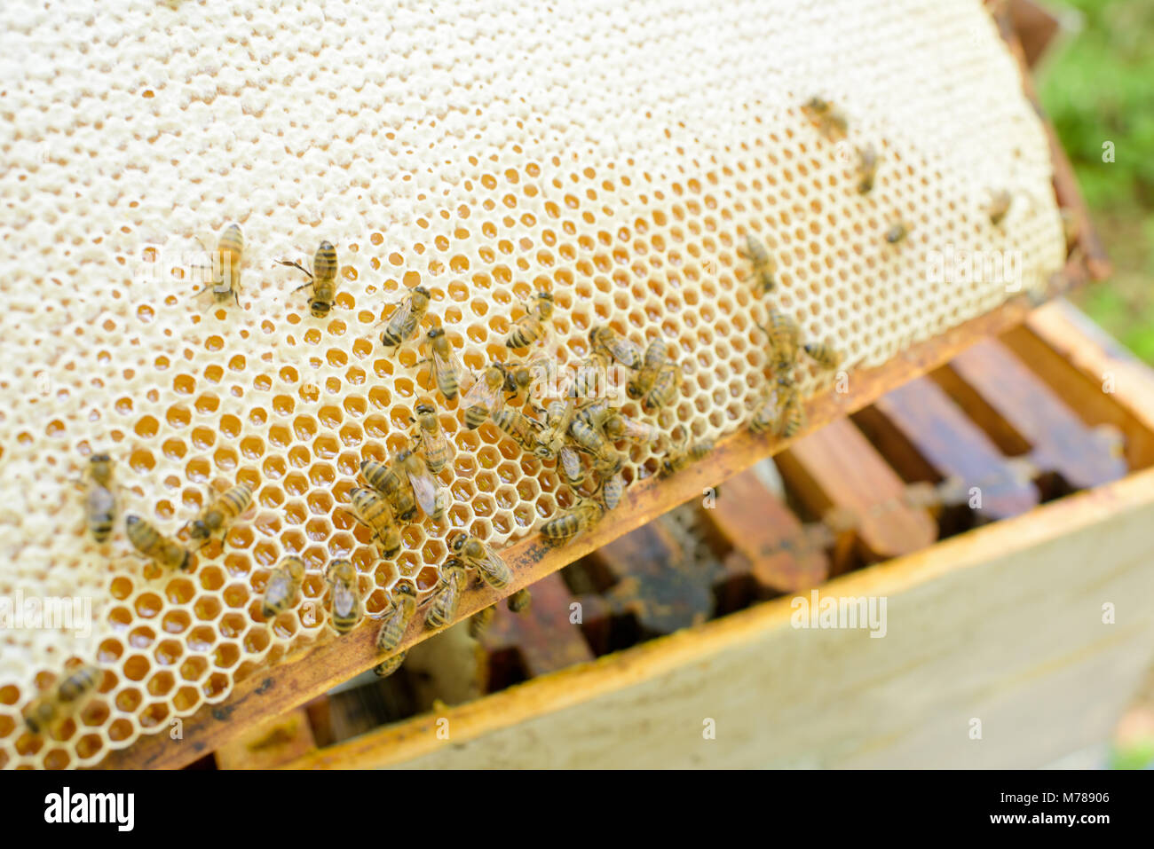 Raised bee hive hi res stock photography and images Alamy