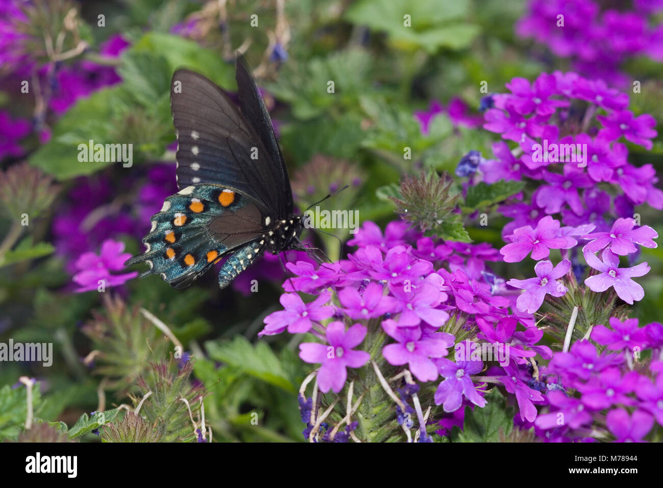 03004-007.11 Pipevine Swallowtail (Battus philenor) male on Homestead Purple Verbena (Verbena canadensis)  Marion Co.  IL Stock Photo