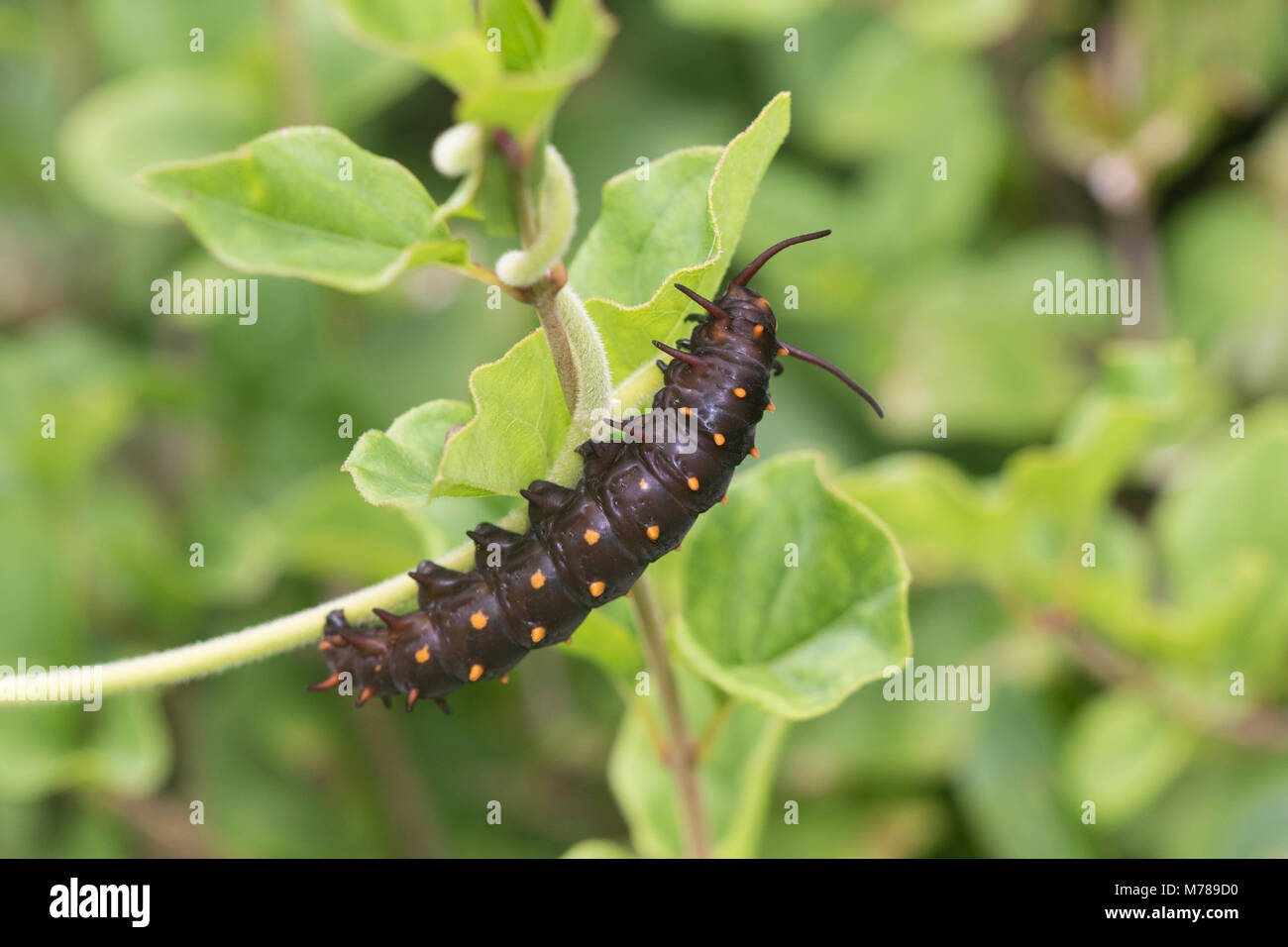 03004-01405 Pipevine Swallowtail butterfly (Battus philenor) caterpillar eating Dutchman's pipevine (Aristolochia macrophylla) Marion Co., IL Stock Photo