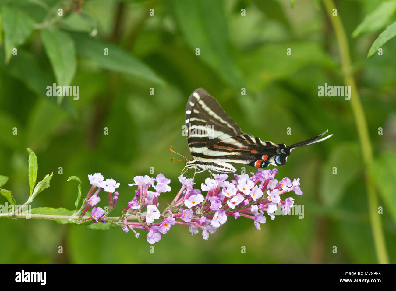 0300600307 Zebra Swallowtail (Eurytides marcellus) on Butterfly Bush