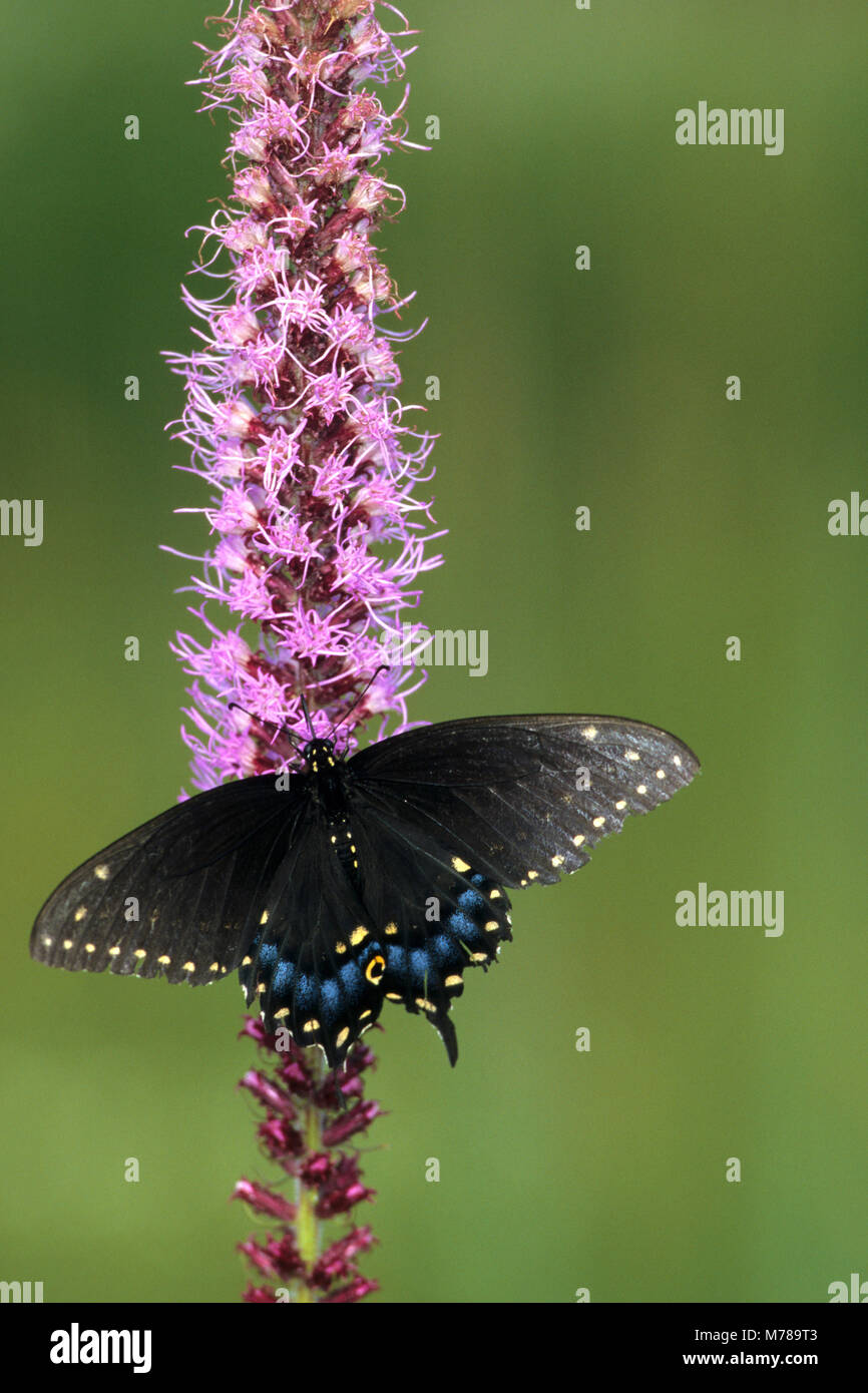 03009-00418 Black Swallowtail, female (Papilio polyxenes) on Prairie Blazing Star (Liatris sp)   IL Stock Photo