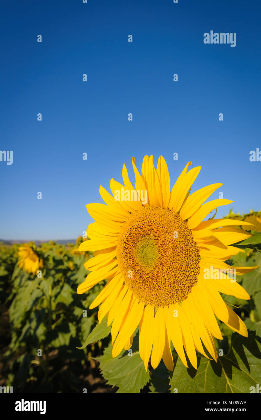 Sunflower field in the New England Tablelands of northern New South Wales in Australia. Stock Photo
