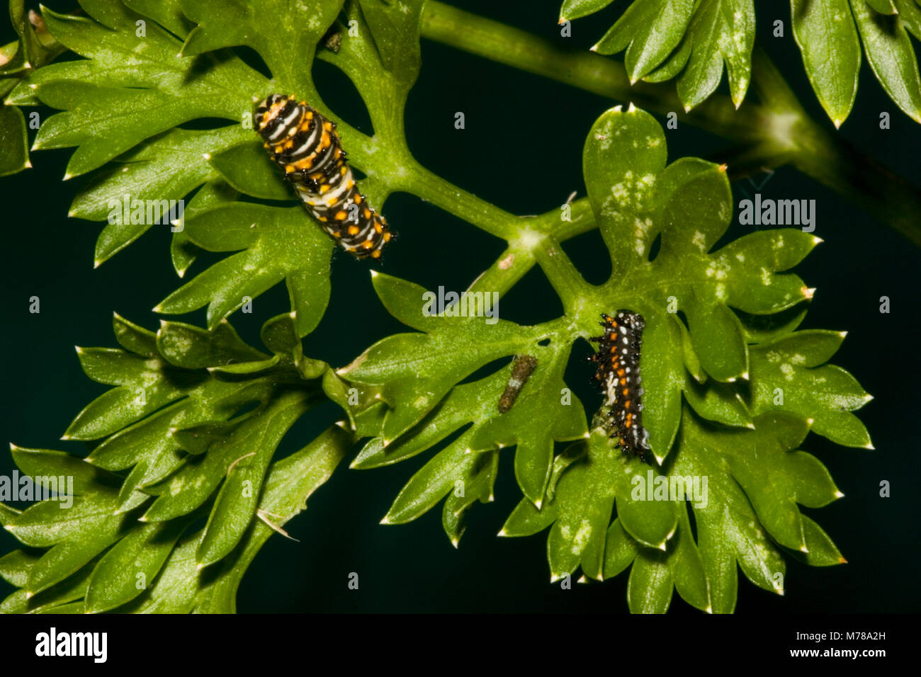 03009015.12 Black Swallowtail (Papilio polyxenes) caterpillars/larvae