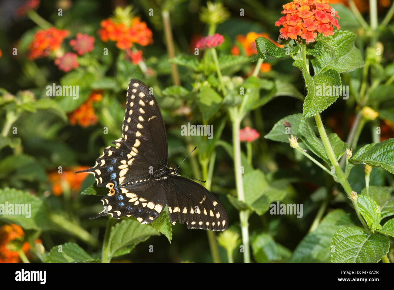 03009-015.19 Black Swallowtail (Papilio polyxenes) male on Red Spread Lantana (Lantana camara) Marion Co.  IL Stock Photo
