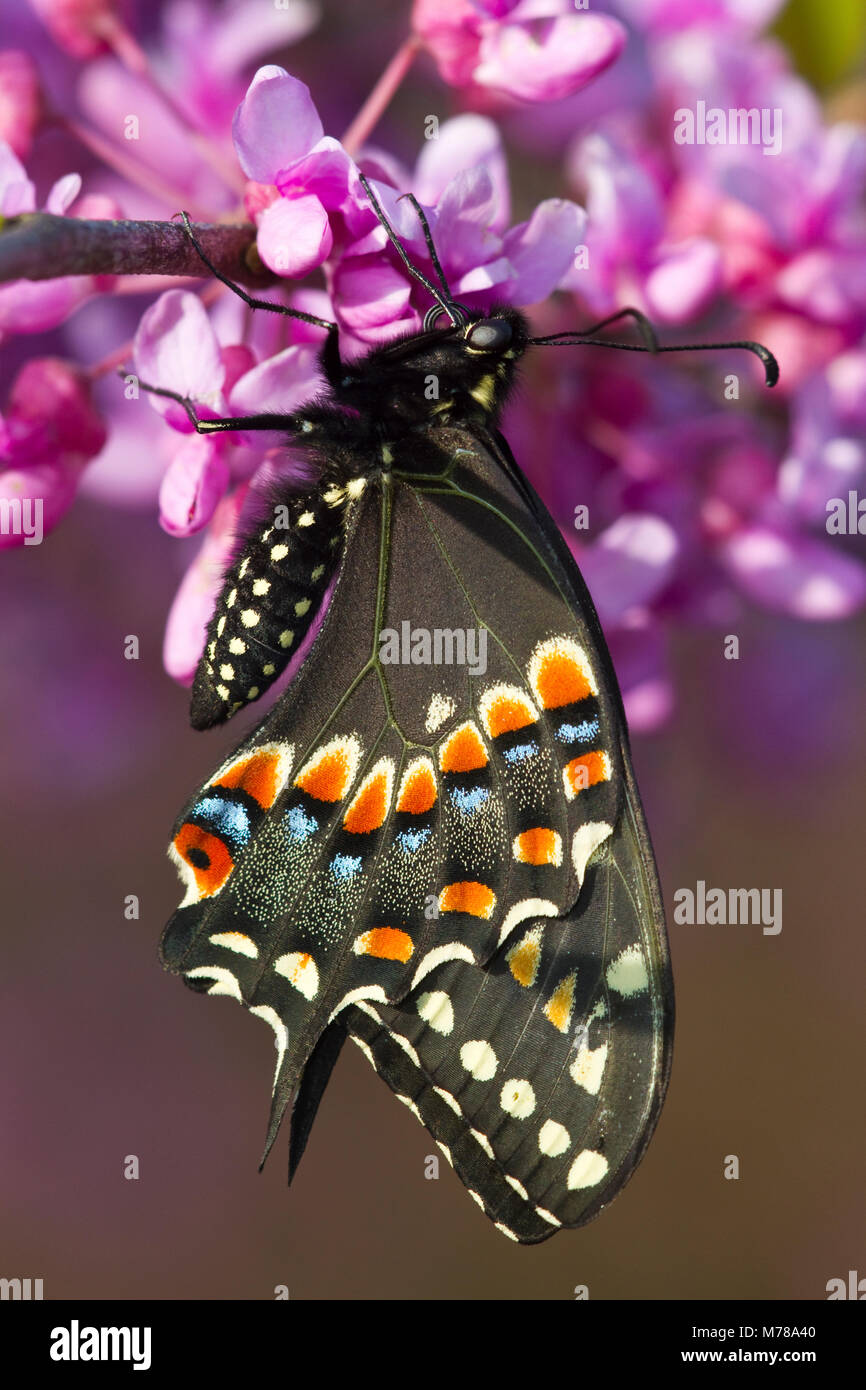 03009-01617 Black Swallowtail butterfly (Papilio polyxenes) newly