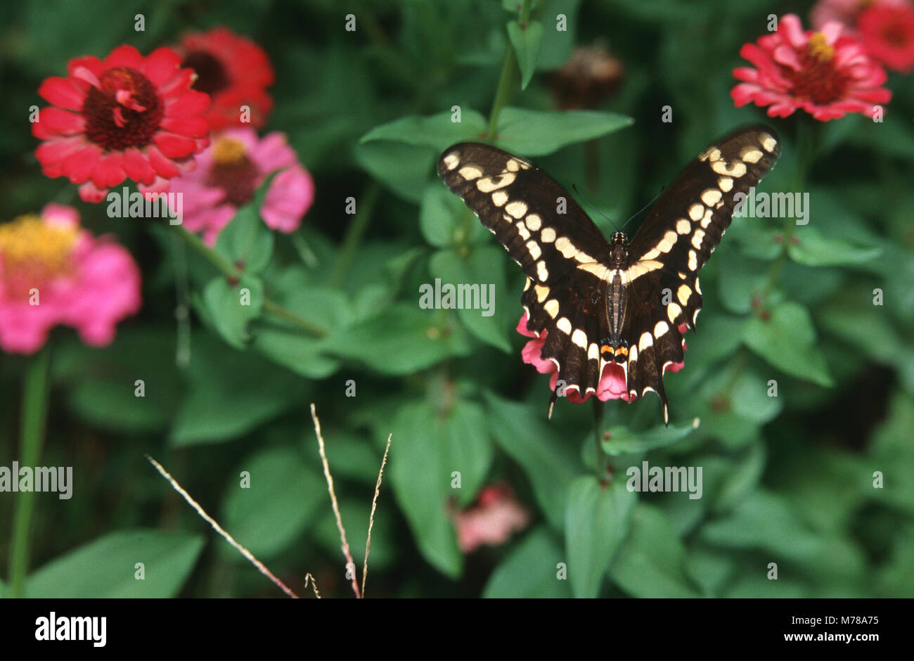 03017-00218 Giant Swallowtail (Papilio cresphontes) on Zinnia sp., Marion Co.,  IL Stock Photo