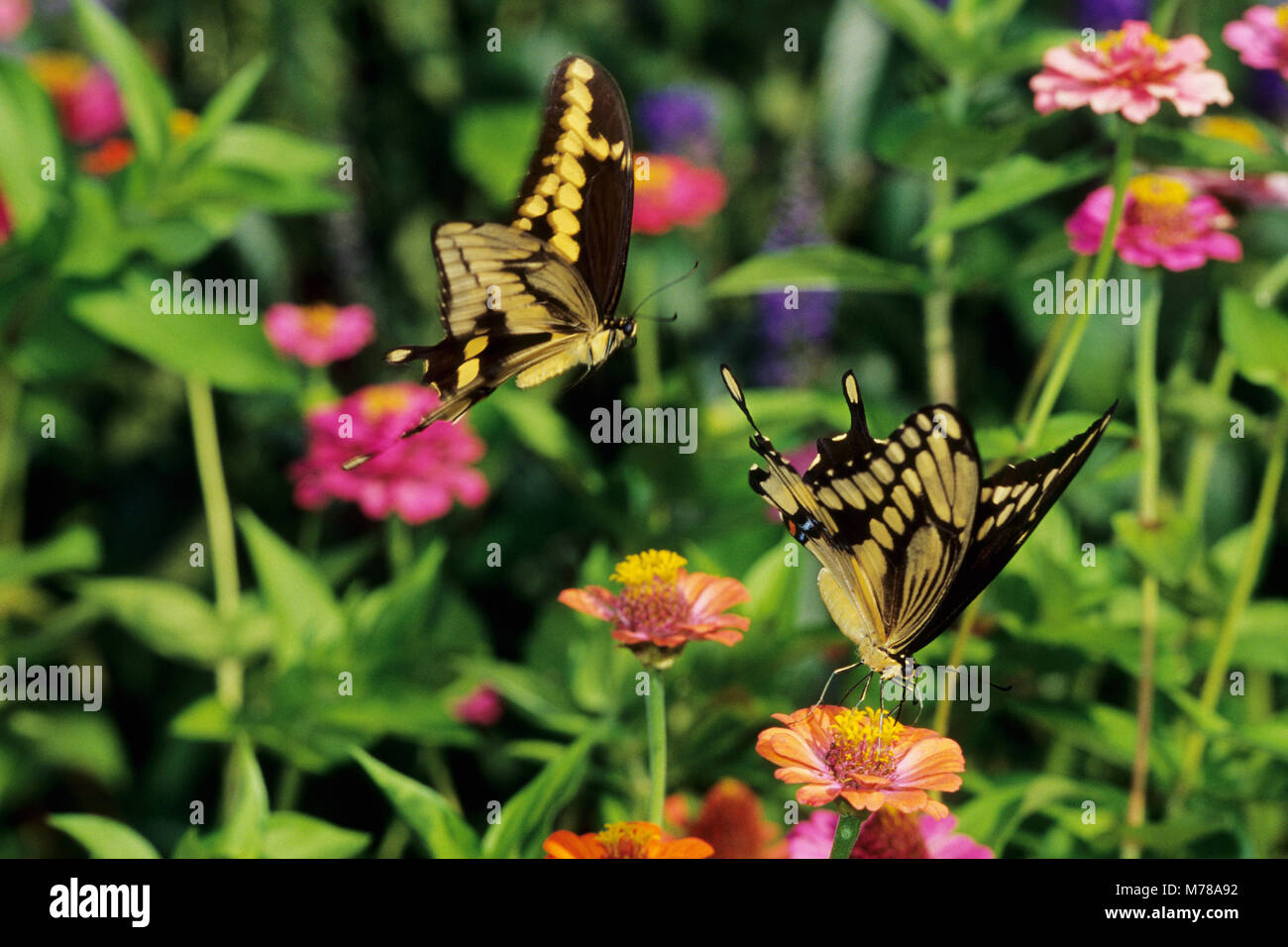 03017-00414 Giant Swallowtails (Papilio cresphontes) on Zinnia sp. 'courtship behavior', Marion Co.  IL Stock Photo