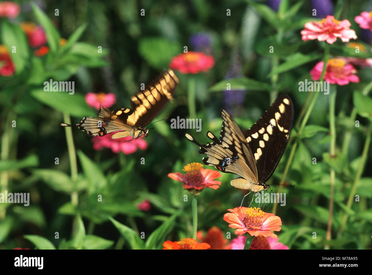 03017-00417 Giant Swallowtails (Papilio cresphontes) on Zinnia sp. 'courtship behavior', Marion Co.  IL Stock Photo