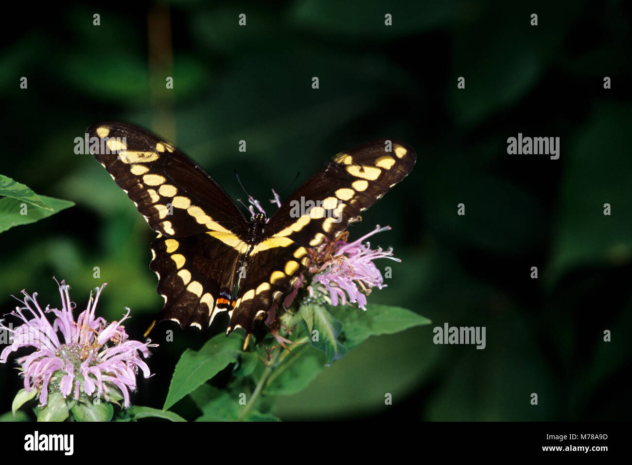 03017-00520 Giant Swallowtail (Papilio cresphontes) on Wild Bergamot (Monarda fistulosa),  Marion Co. IL Stock Photo