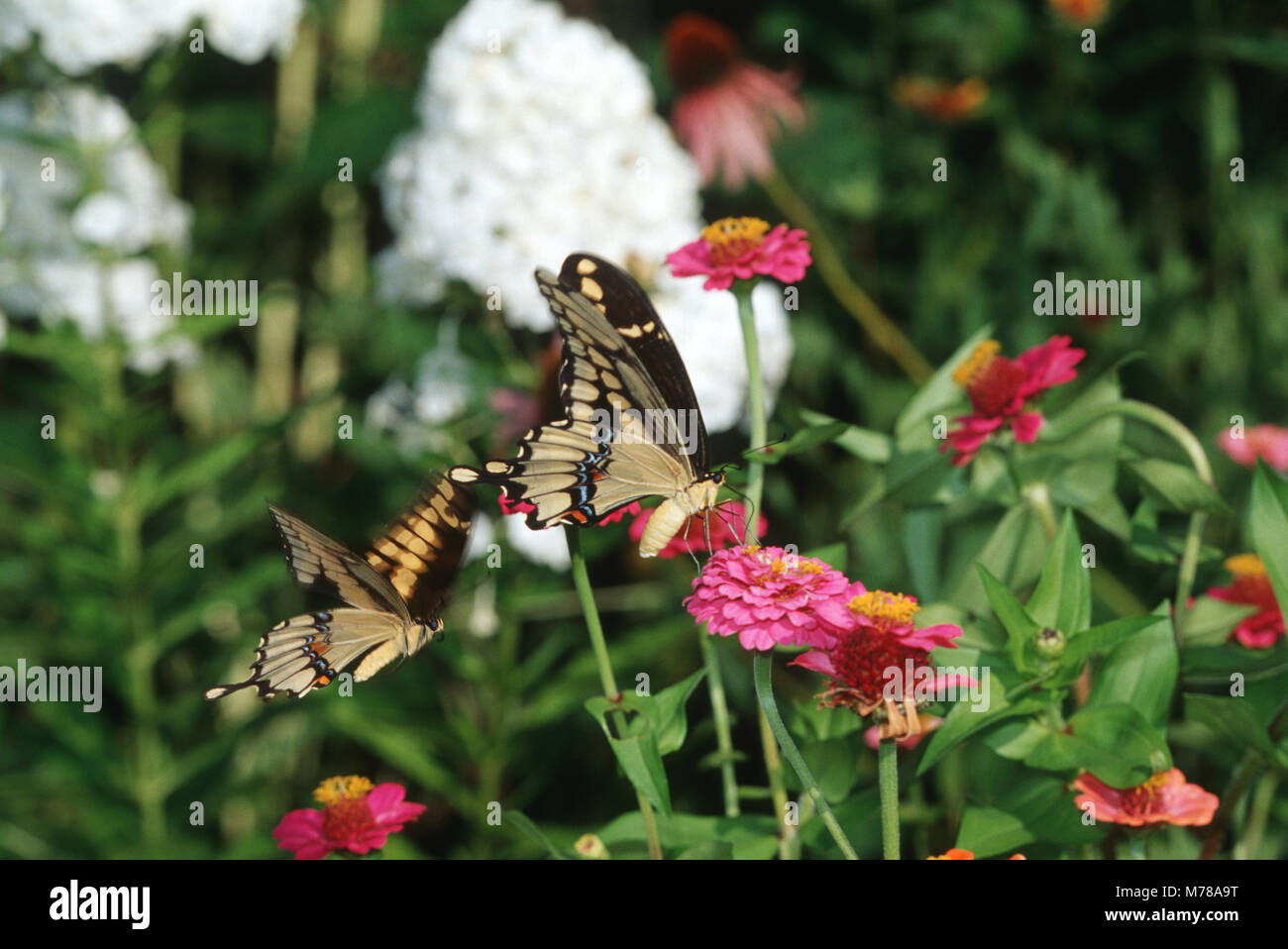 03017-004.20 Giant Swallowtails (Papilio cresphontes) on Zinnia sp. "courtship behavior", Marion Co.  IL Stock Photo