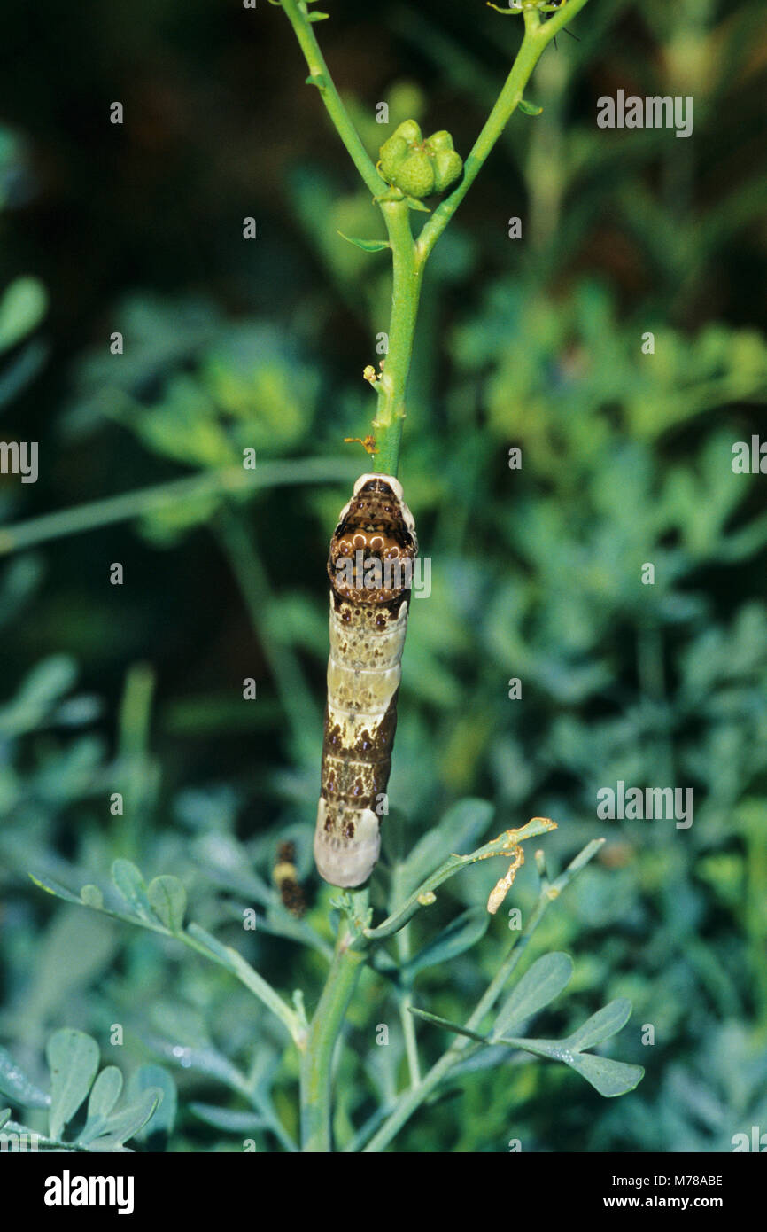 03017-00614 Giant Swallowtail (Papilio cresphontes) caterpillar feeding on Rue (Ruta graveolens)  Marion Co. IL Stock Photo