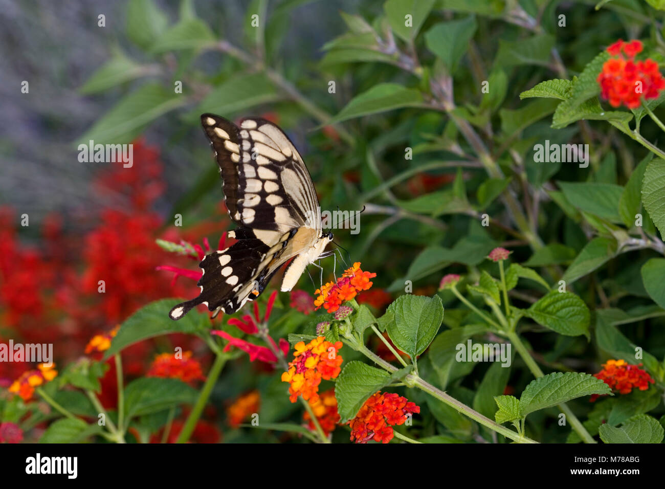 03017-008.02 Giant Swallowtail (Papilio cresphontes) on Red Spread Lantana (Lantana camara) Marion Co.  IL Stock Photo