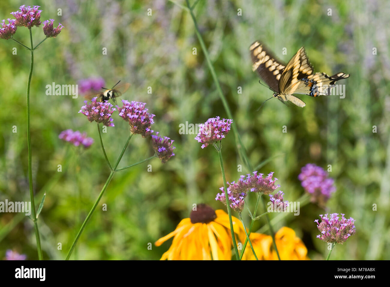 03017-00813 Giant Swallowtail (Papilio cresphontes) in flight near Brazliian Verbena (Verbena bonariensis) Marion Co.  IL Stock Photo