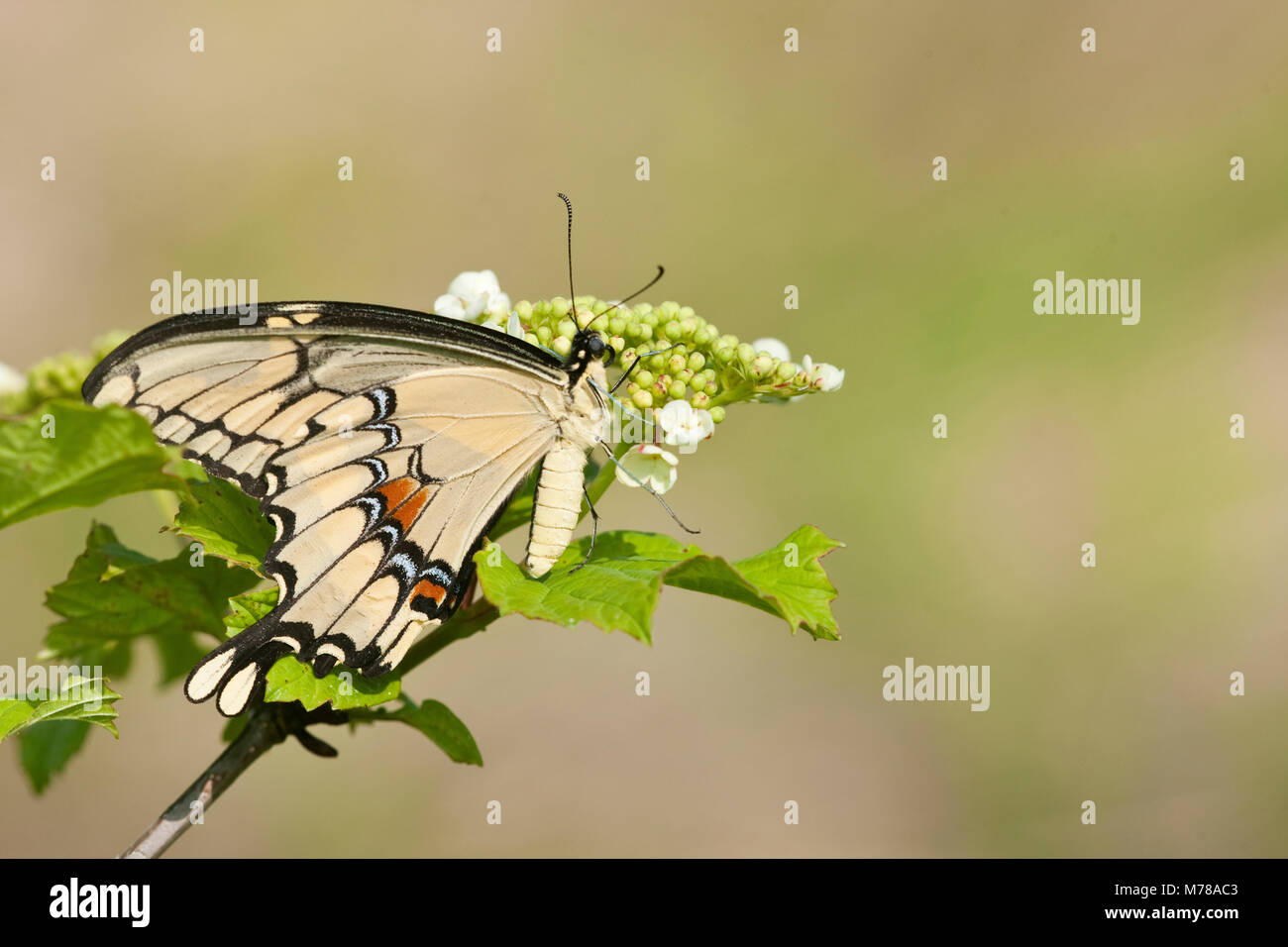 03017-00820 Giant Swallowtail (Papilio cresphontes) Marion Co., IL Stock Photo