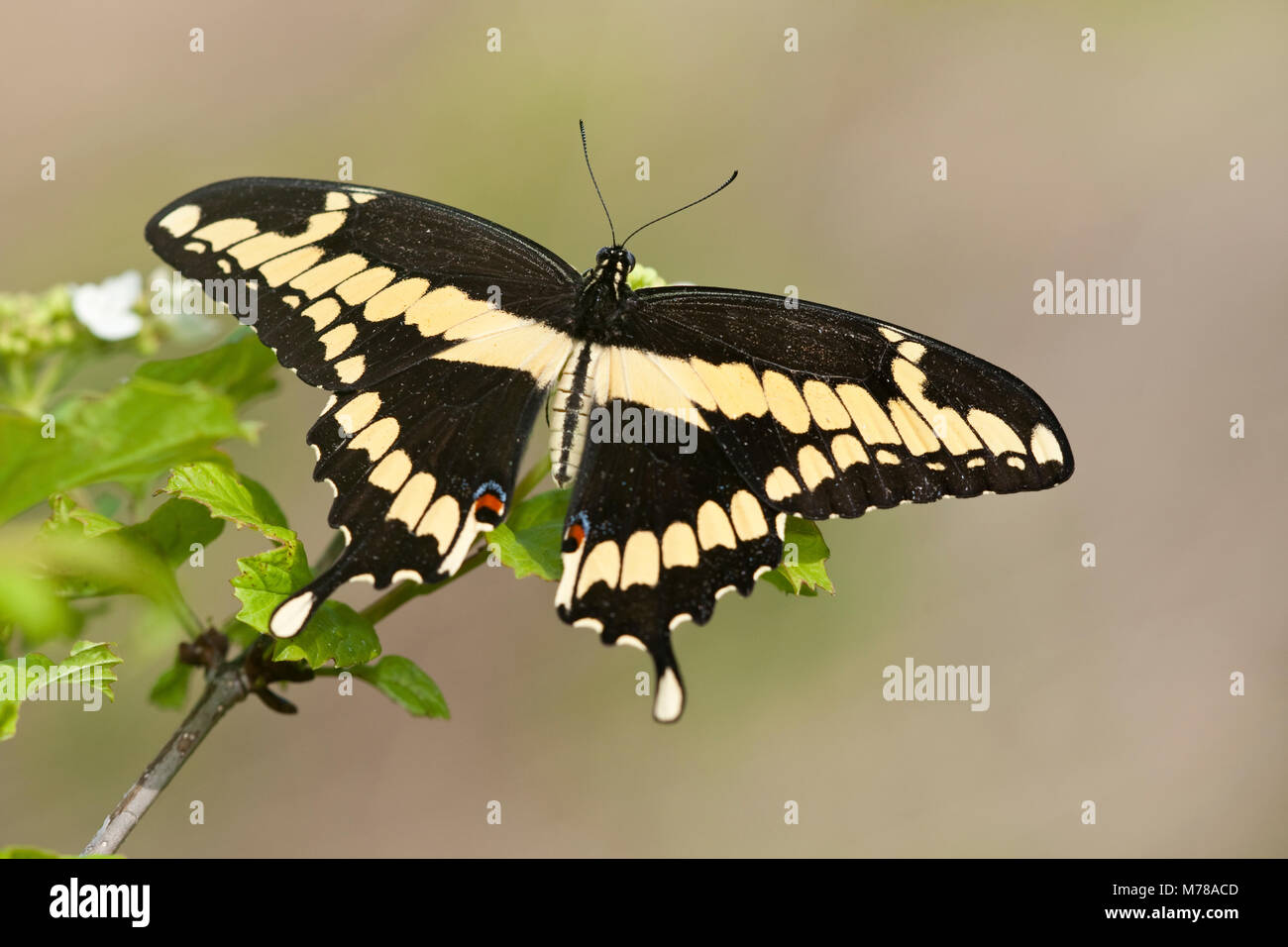 03017-00906 Giant Swallowtail (Papilio cresphontes) Marion Co., IL Stock Photo