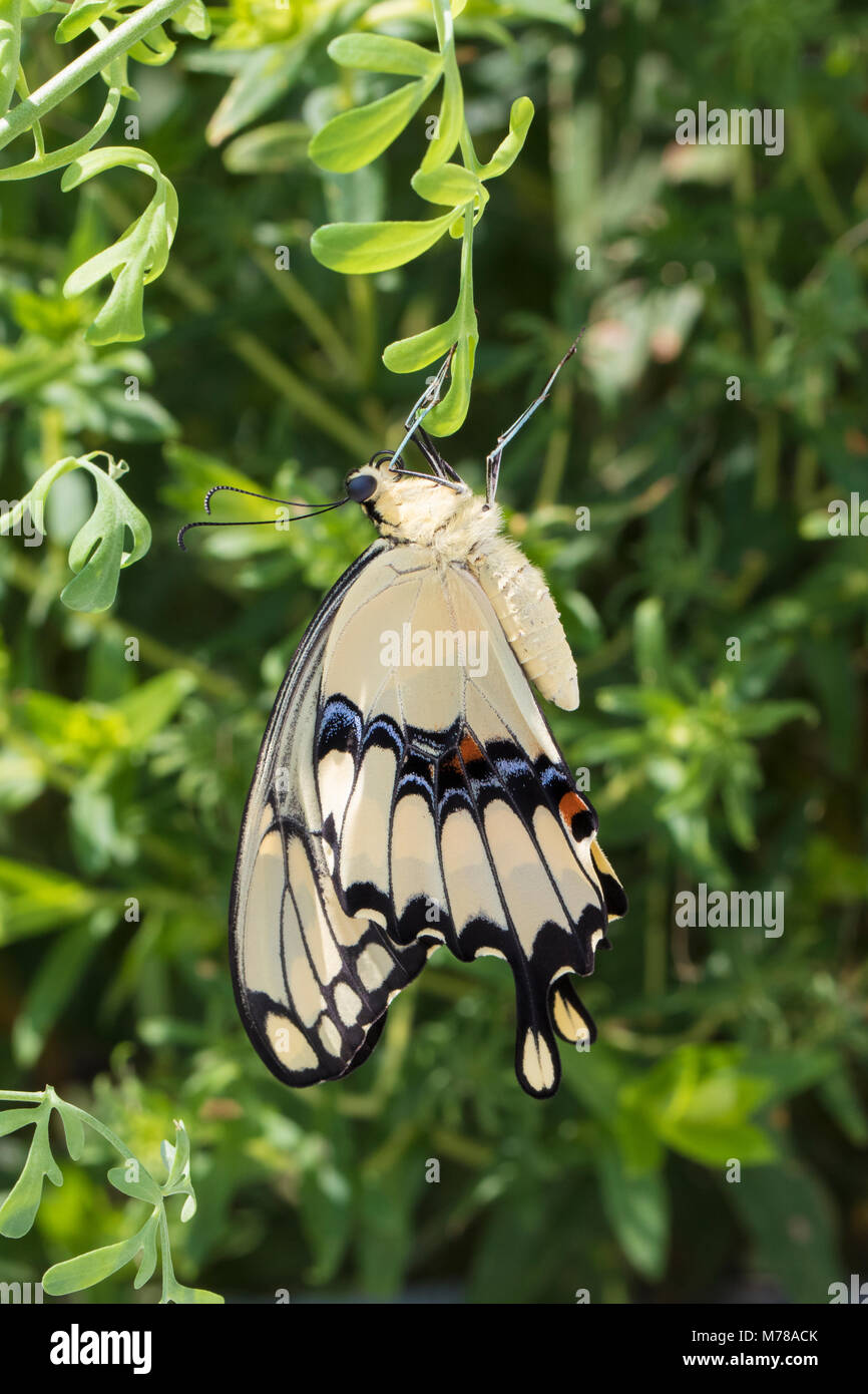 03017-00918 Giant Swallowtail butterfly (Papilio cresphontes) newly emerged, Marion Co., IL Stock Photo