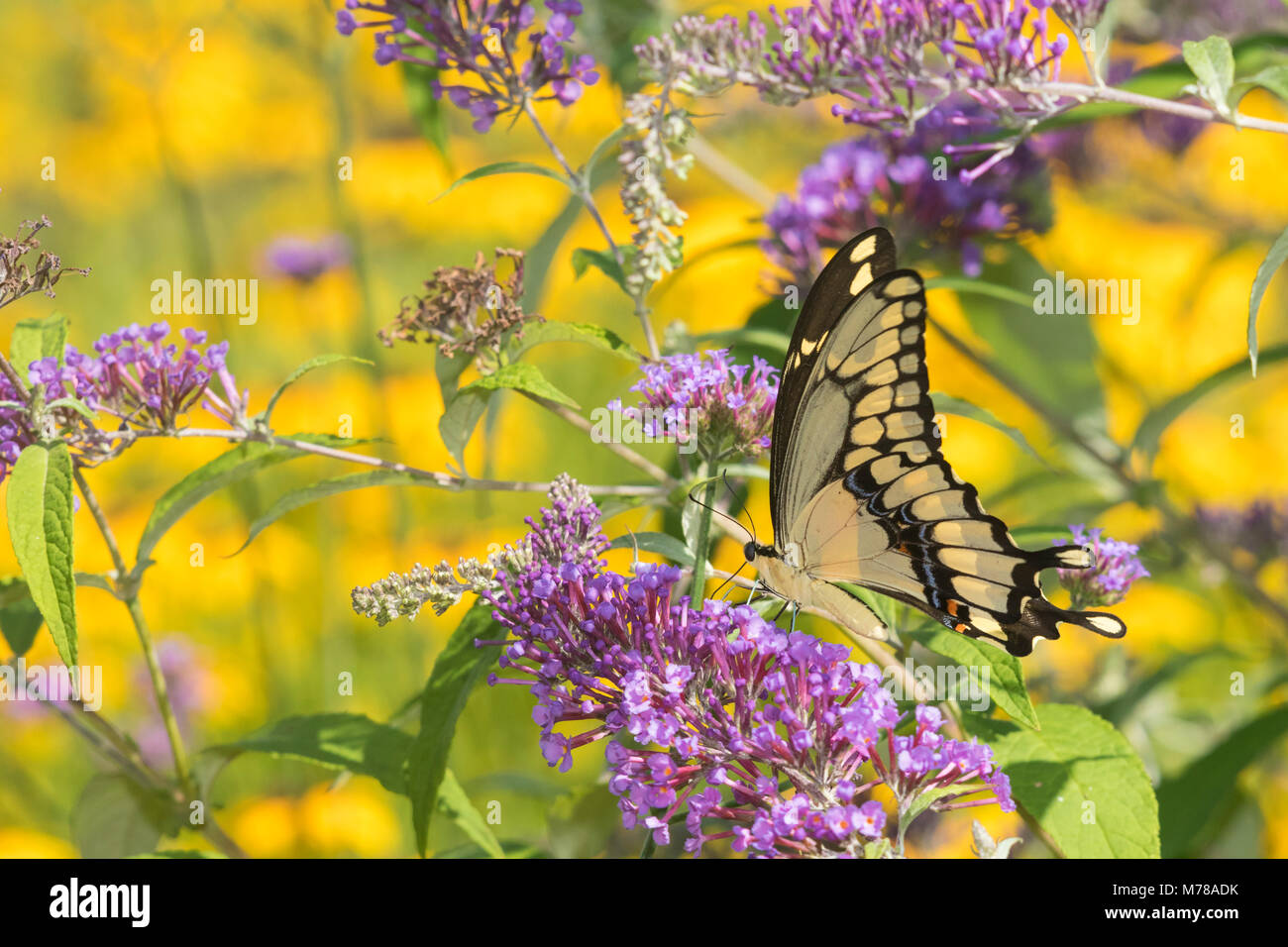 03017-01103 Giant Swallowtail butterfly (Papilio cresphontes) on Butterfly Bush (Buddlei davidii),  Marion Co., IL Stock Photo