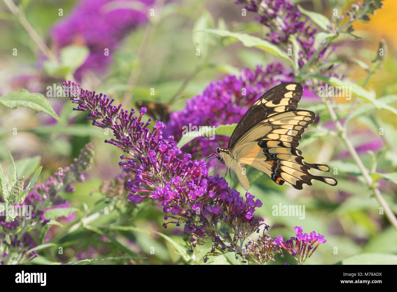 03017-01106 Giant Swallowtail butterfly (Papilio cresphontes) on Butterfly Bush (Buddlei davidii),  Marion Co., IL Stock Photo