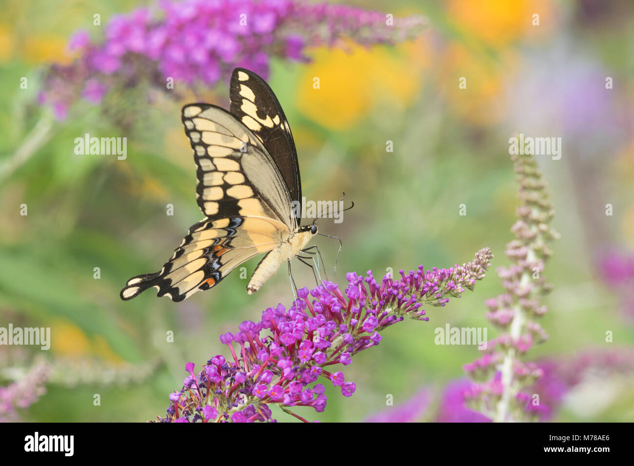 03017-01110 Giant Swallowtail butterfly (Papilio cresphontes) on Butterfly Bush (Buddlei davidii),  Marion Co., IL Stock Photo