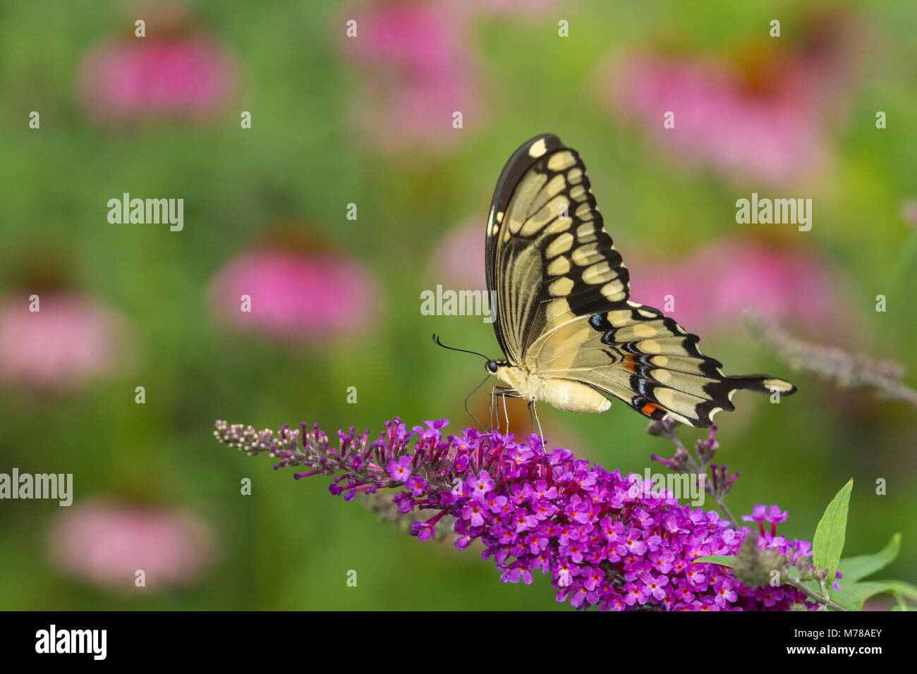 03017-01118 Giant Swallowtail butterfly (Papilio cresphontes) on Butterfly Bush (Buddlei davidii),  Marion Co., IL Stock Photo