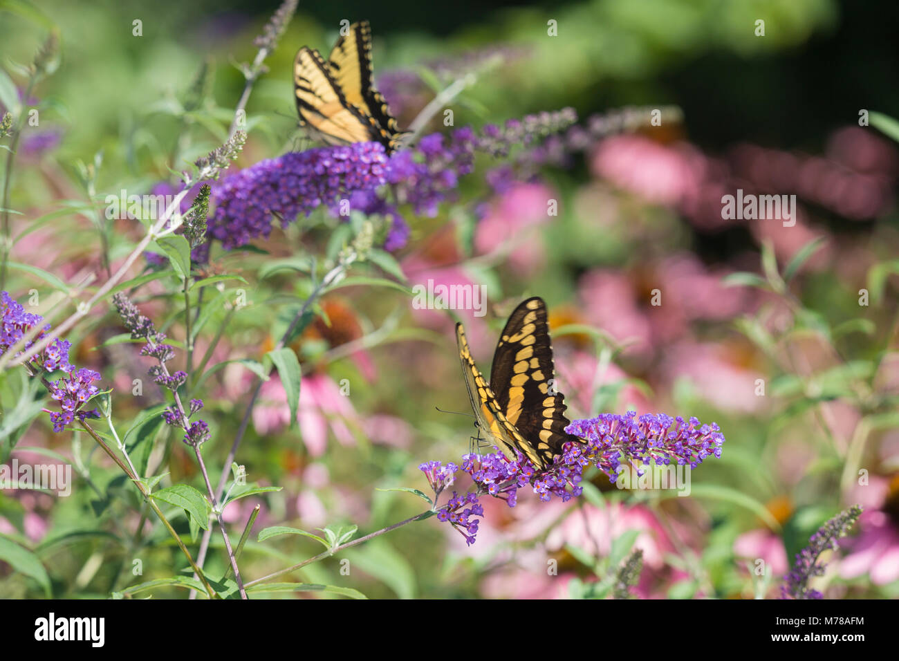 03017-01211 Giant Swallowtail (Papilio cresphontes) and Eastern Tiger Swallowtail (Papilio glaucus) butterflies on Butterfly Bush (Buddlei davidii),   Stock Photo