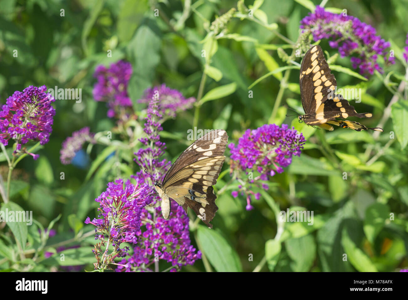 03017-01217 Giant Swallowtail butterflies (Papilio cresphontes) male and female at Butterfly Bush (Buddleia davidii)  Marion Co., IL Stock Photo