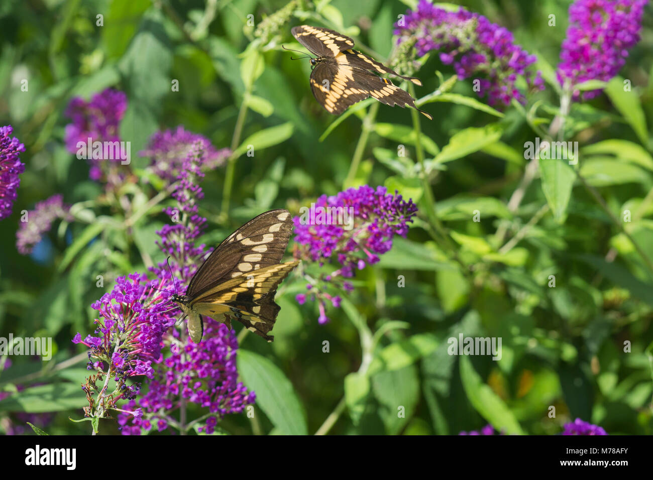 03017-01218 Giant Swallowtail butterflies (Papilio cresphontes) male and female at Butterfly Bush (Buddleia davidii)  Marion Co., IL Stock Photo