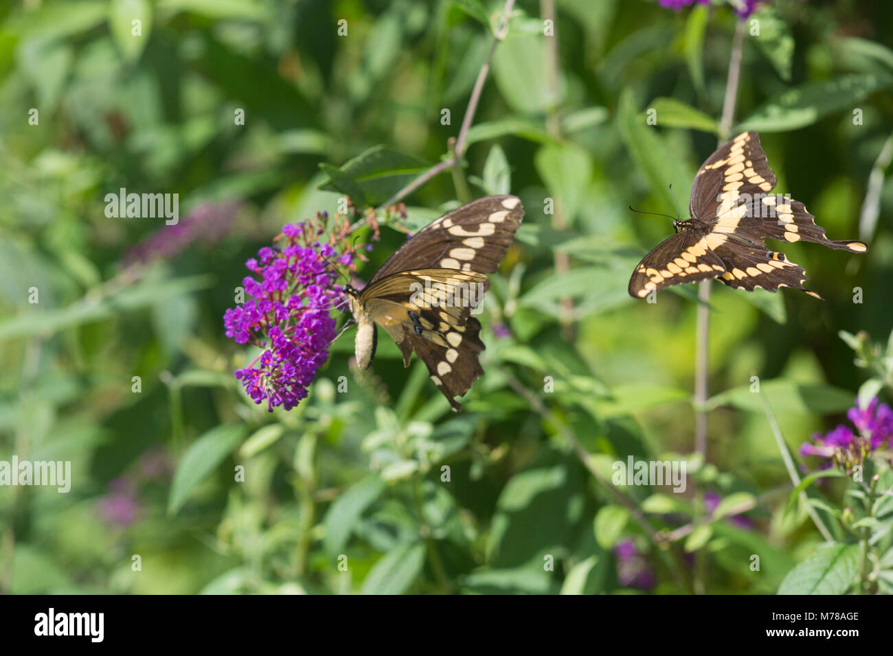 03017-01302 Giant Swallowtail butterflies (Papilio cresphontes) male and female at Butterfly Bush (Buddleia davidii)  Marion Co., IL Stock Photo