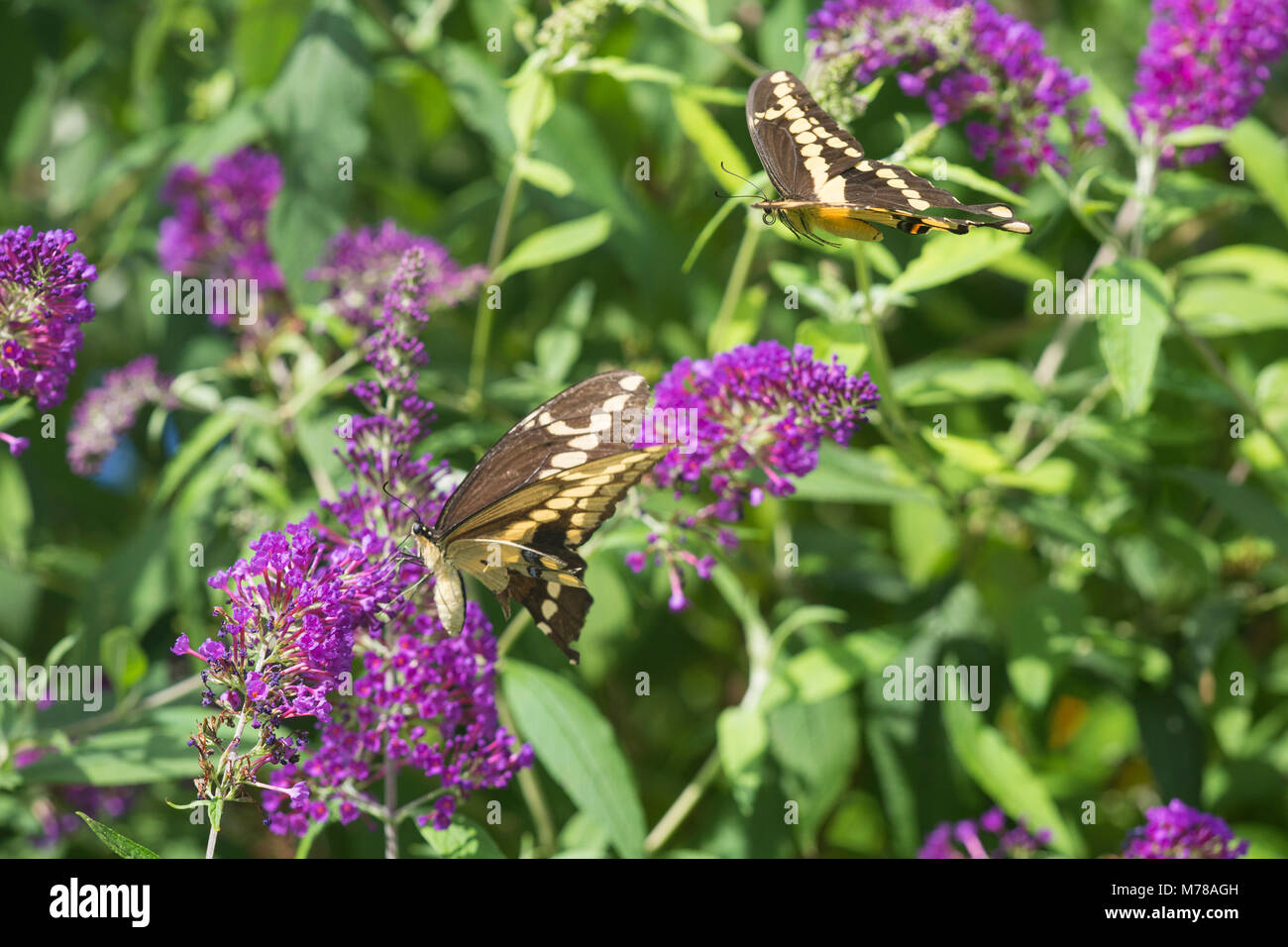 03017-01219 Giant Swallowtail butterflies (Papilio cresphontes) male and female at Butterfly Bush (Buddleia davidii)  Marion Co., IL Stock Photo