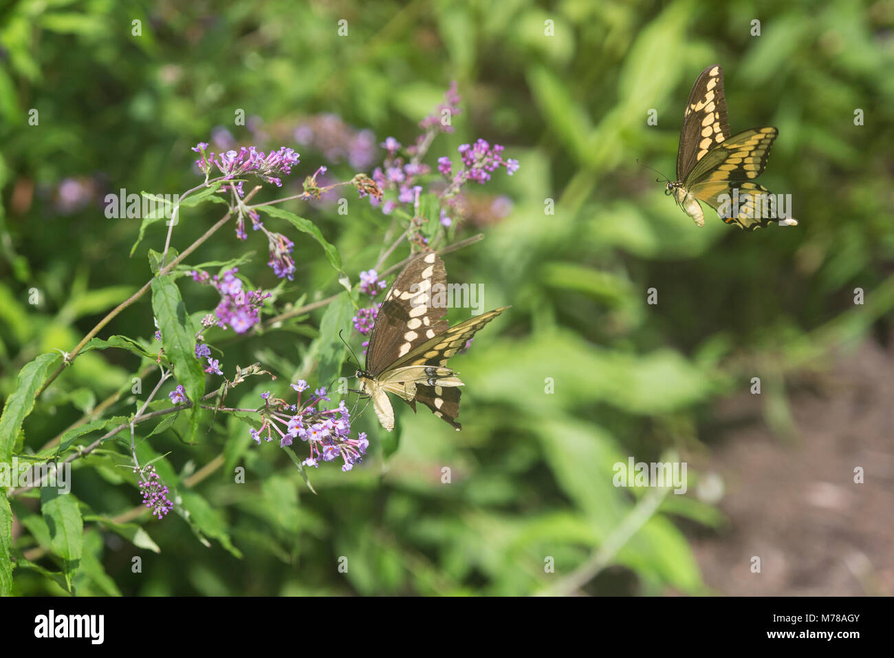 03017-01306 Giant Swallowtail butterflies (Papilio cresphontes) male and female at Butterfly Bush (Buddleia davidii)  Marion Co., IL Stock Photo