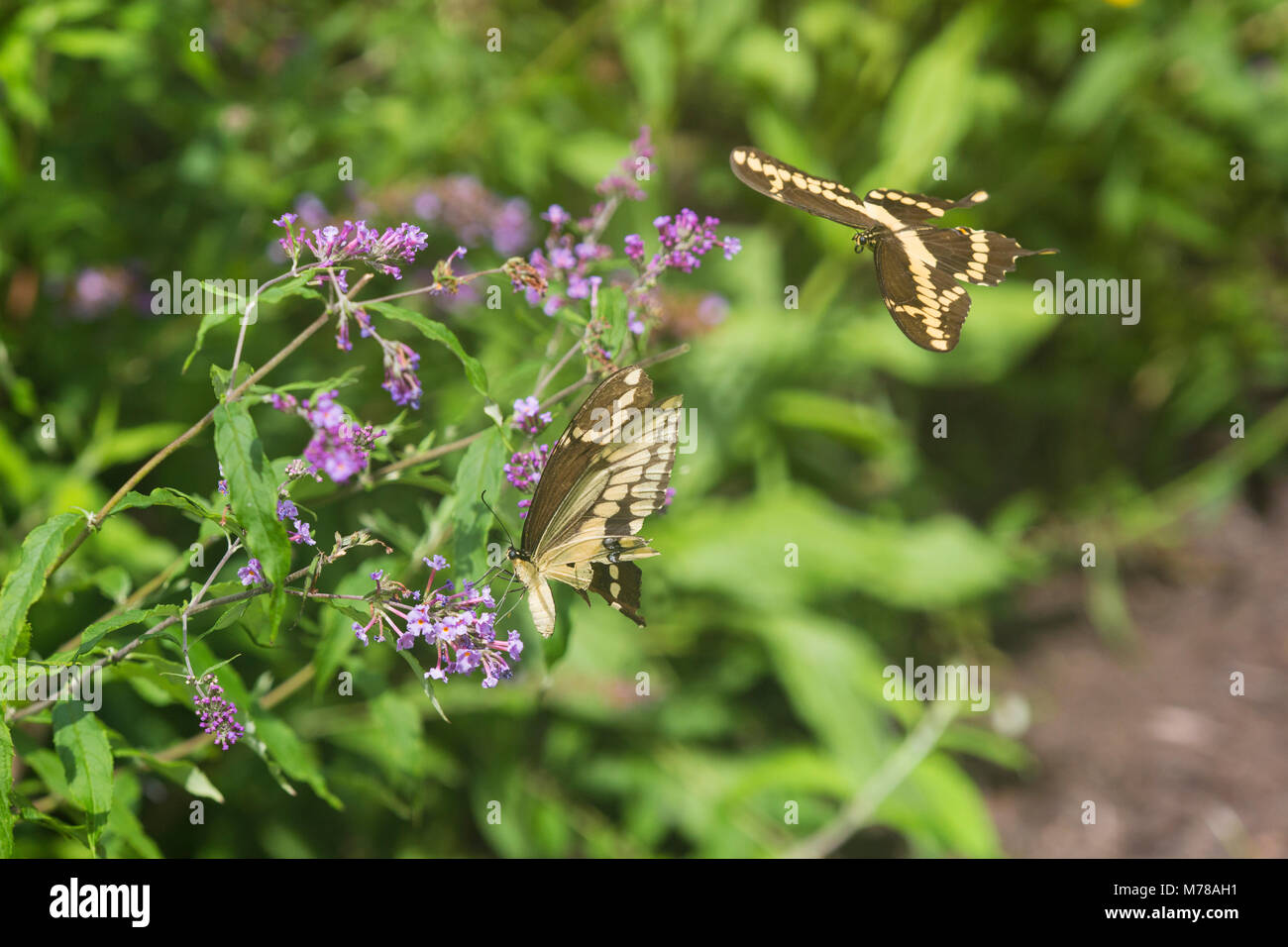 03017-01304 Giant Swallowtail butterflies (Papilio cresphontes) male and female at Butterfly Bush (Buddleia davidii)  Marion Co., IL Stock Photo