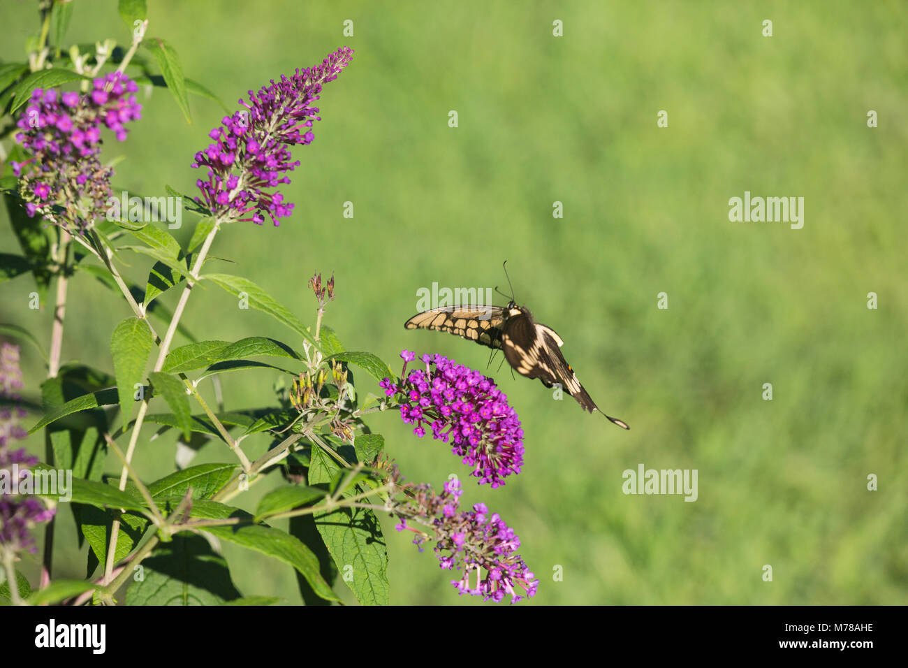 03017-01309 Giant Swallowtail butterfly (Papilio cresphontes) in flight in flower garden, Marion Co., IL Stock Photo