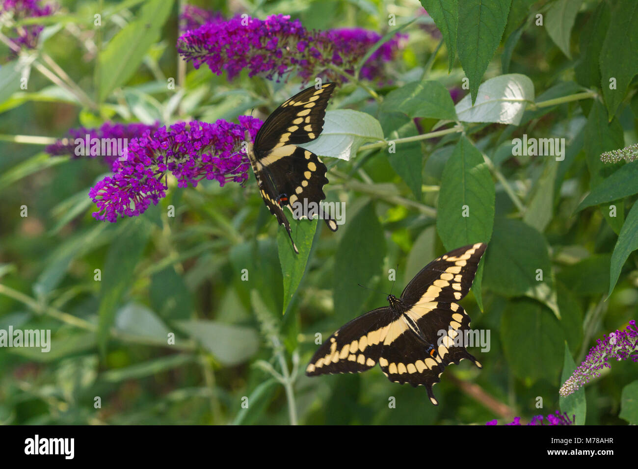03017-01312 Giant Swallowtail butterflies (Papilio cresphontes) male and female at Butterfly Bush (Buddleia davidii),  Marion Co., IL Stock Photo
